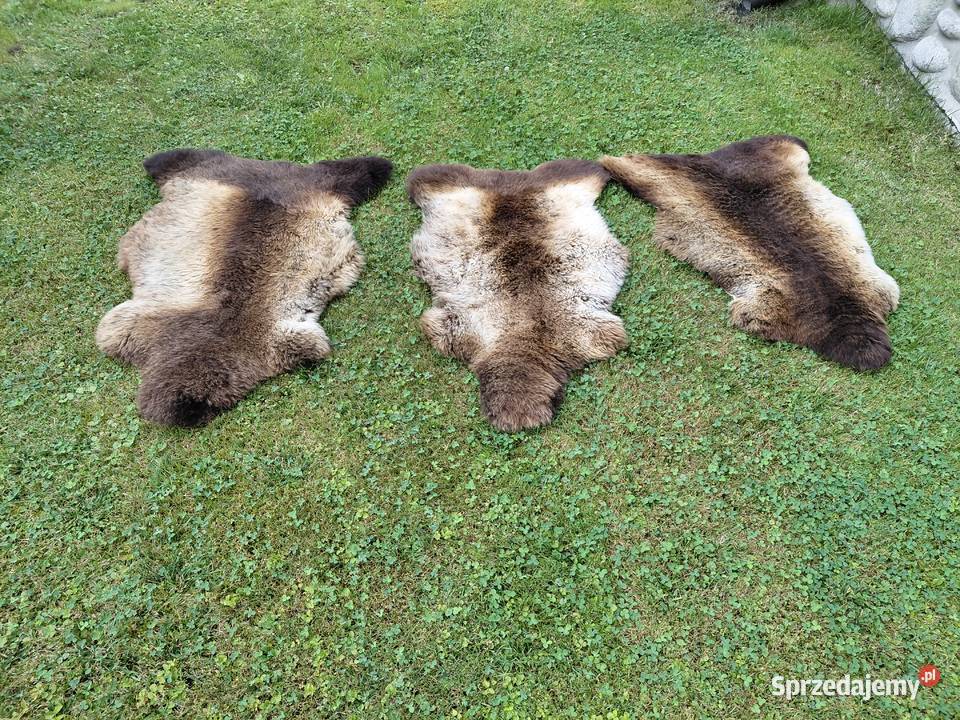 Skóra Owcza Naturalna Podpalana Futro Skóry małopolskie