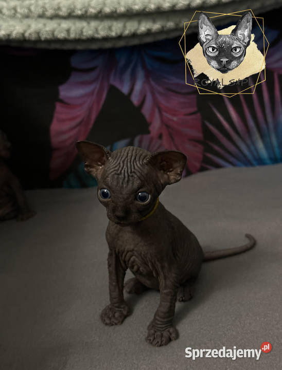 Czarny kocurek sfinks kanadyjski kocięta CEZAR