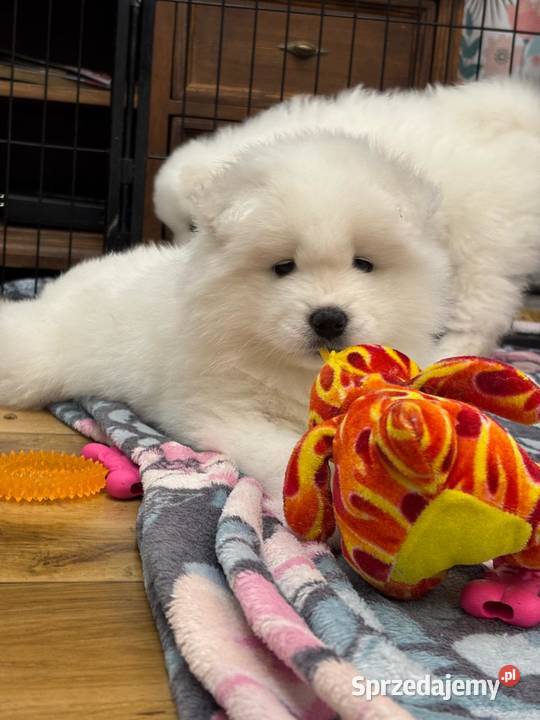 SAMOYED / SAMOJED SZCZENIAKI - ZKwP / FCI