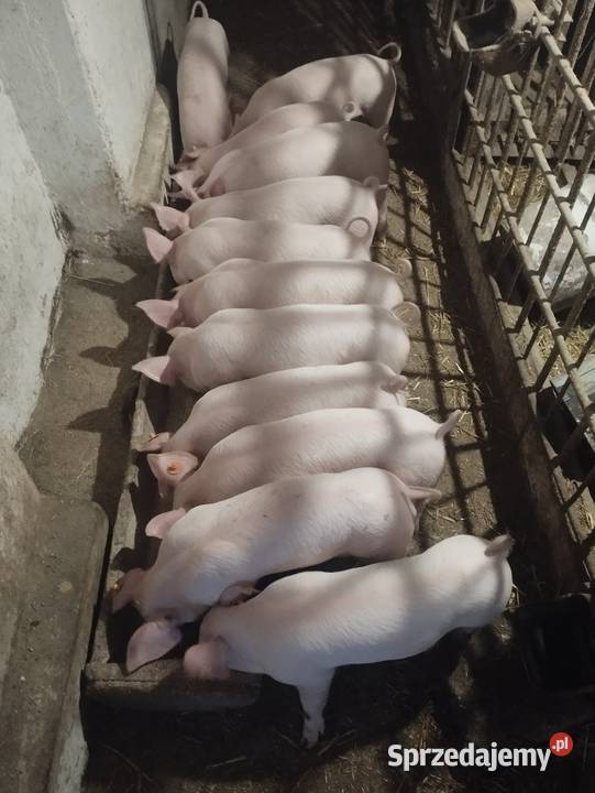 Sprzedam Trzoda chlewna łódzkie Radomsko sprzedam