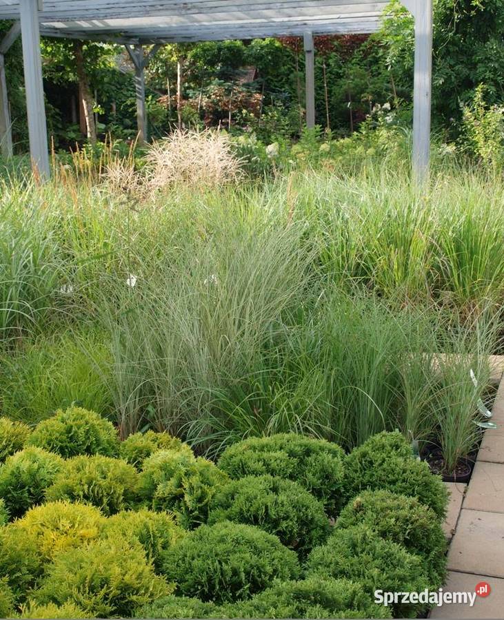 Cis pospolity Wojtek wąska zielona kolumna Osiny Kępno