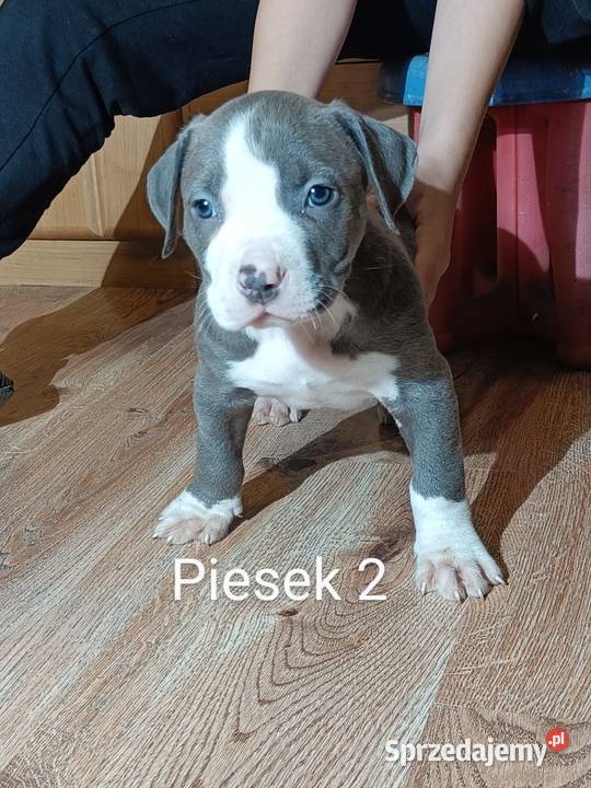 Szczeniaki american Bully xl błękitne Pasłęk