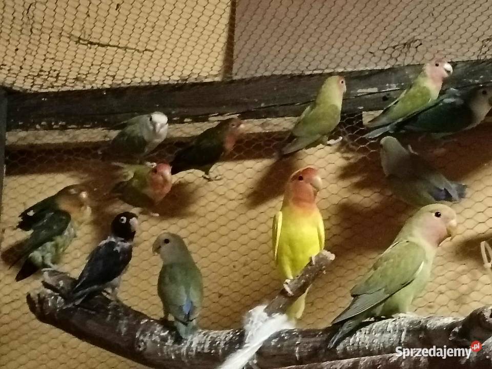 Sprzedam papużki nierozłączki Gdynia