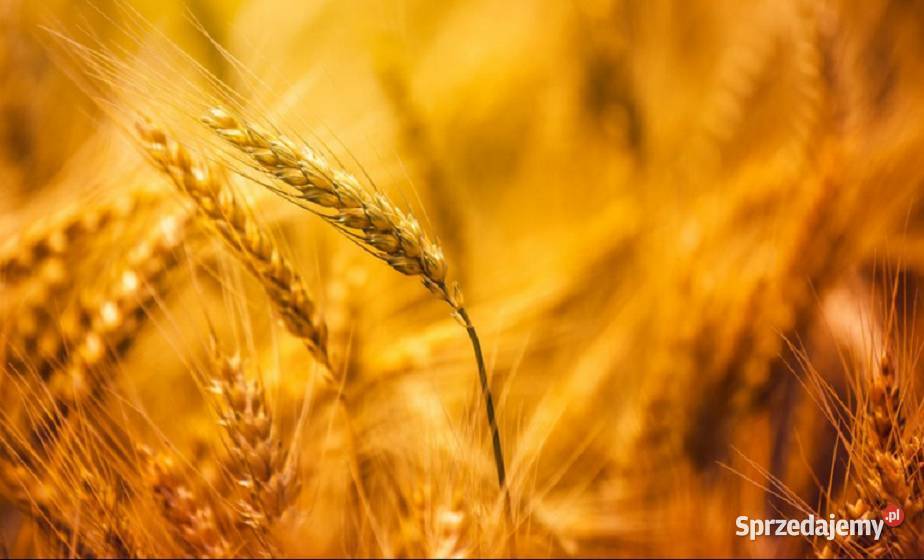 Nasiona jęczmienia jarego browarny RGT PLANET Generałowo sprzedam