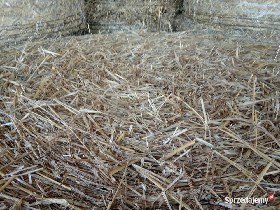 Słoma Słoma z pszenicy Opinogóra Górna