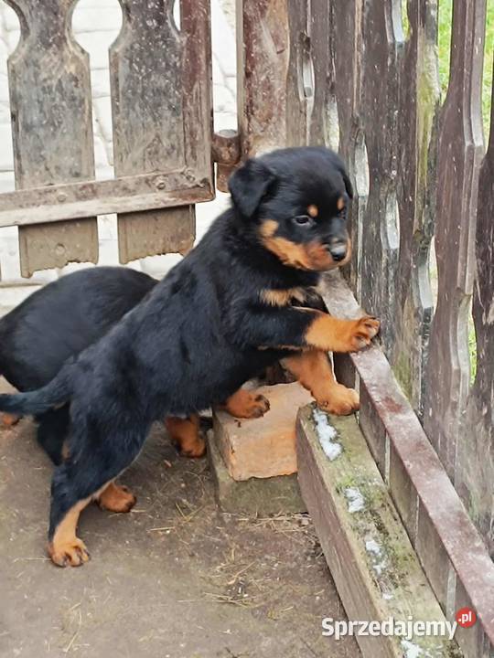 ROTTWEILER Z RODOWODEM SZCZENIĘTA Iłża