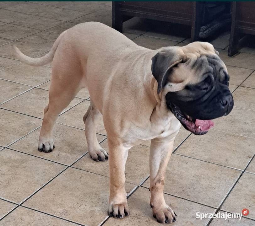 Bullmastiff zapiwiedź miotu lubelskie