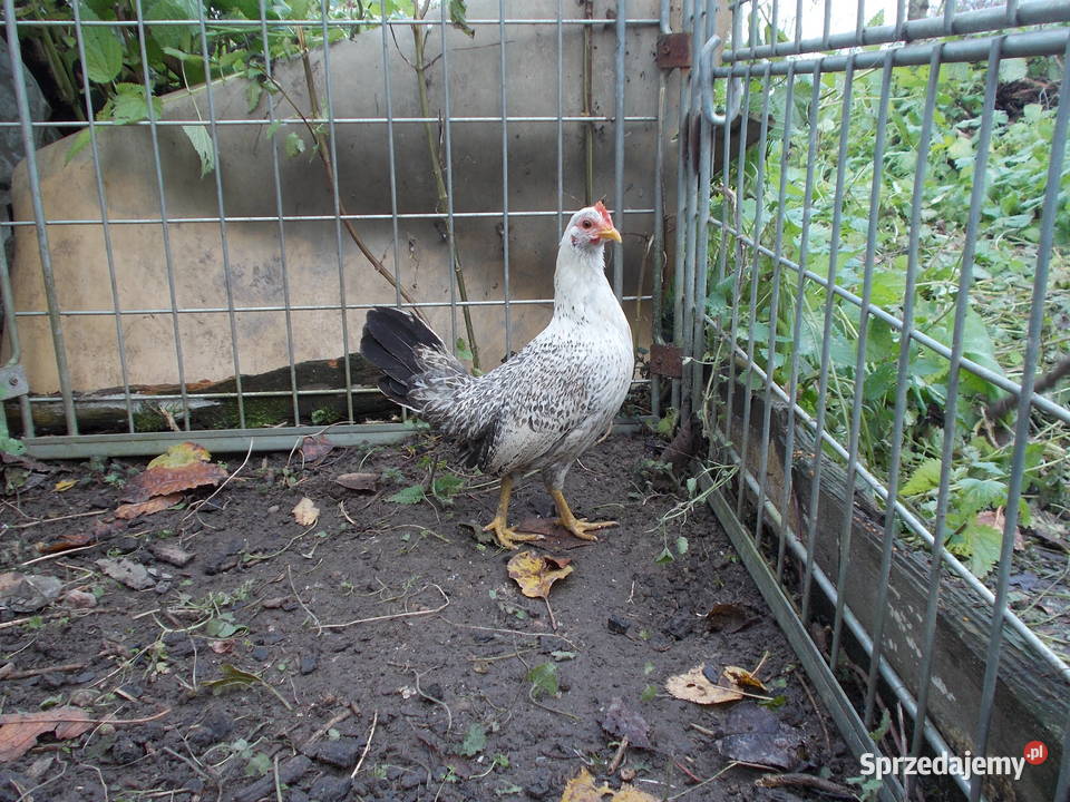 Liliputki złociste i srebrzyste para kogut kura Kutno