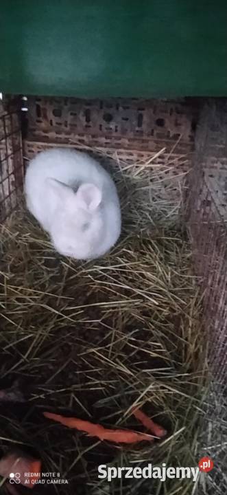 Króliki Nowozelandzkie białe Gryzonie Nałęczów