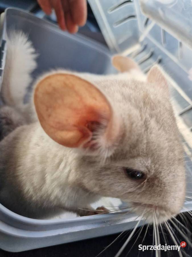 Szylki szynszyle chinchilla biała i beżowa Pinczyn sprzedam