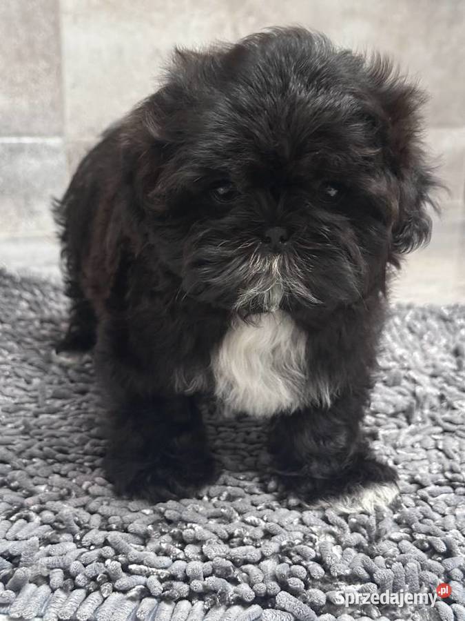 Shih Tzu czarna suczka Mamba Shih Tzu Kościelec