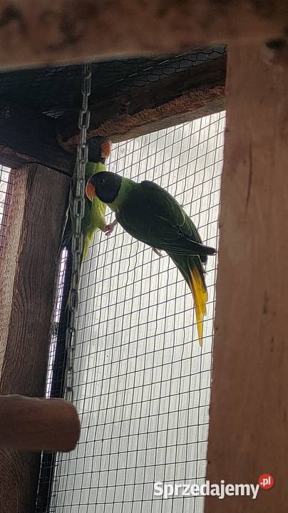 Aleksandretty himalajskie Ptaki Parzno sprzedam