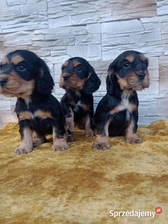 Śliczne Szczenięta Cocker Spaniel Angielski Sieradz