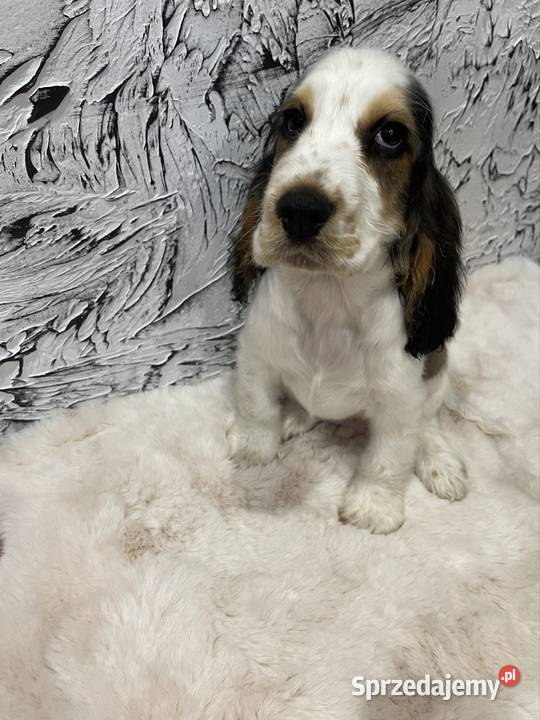 Cocker Spaniel Angielski Wyśmierzyce