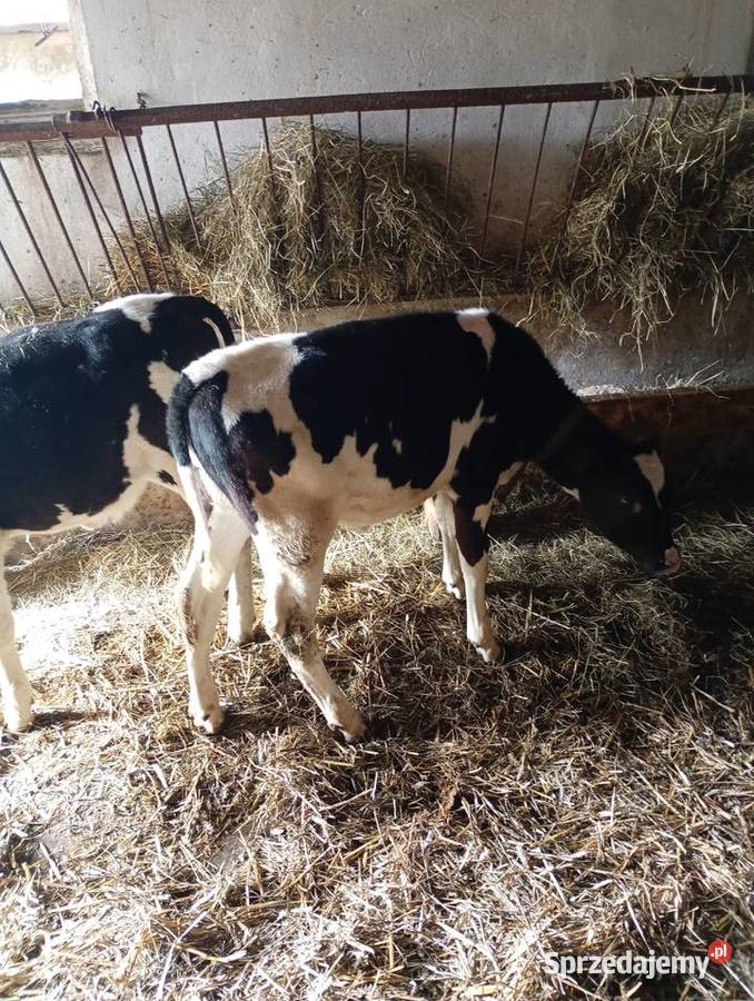 Jałoweczki 4 miesiące świętokrzyskie Mzurowa