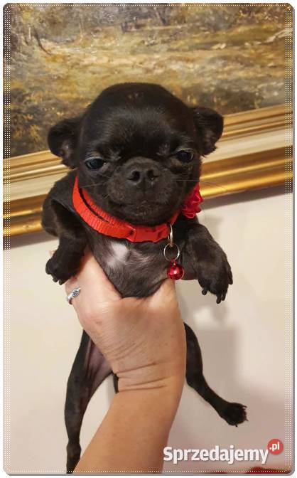 Maleńki Chihuahua Franio Częstochowa