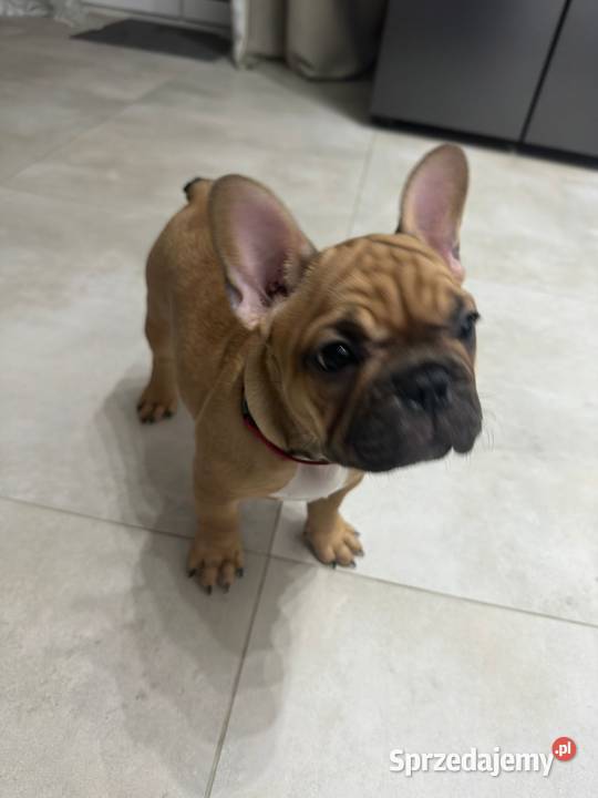 Buldog Francuski suczka BuFu Joko Buldog Kiełpino