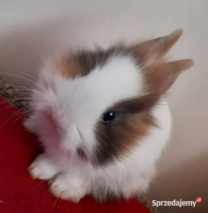 4 miesięczna samica królika miniaturki podlaskie Białystok