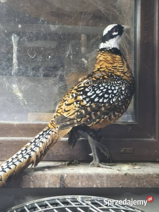 Ptaki bazanty Wrocław