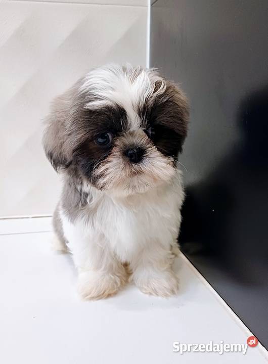 ShihTzu BiałoSzary Leszno