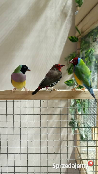 Amadyny wspaniałe Warszawa