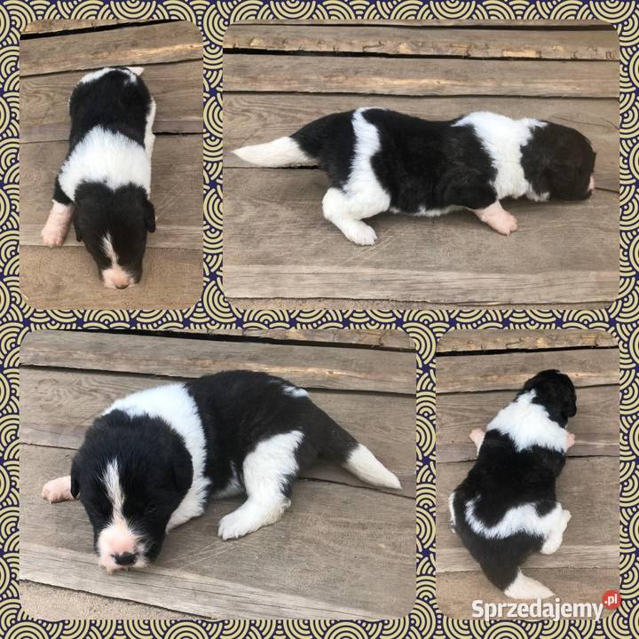 Mastif pirenejski rodzinny molos stróżujący sprzedam