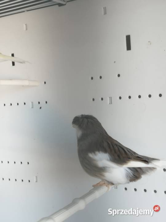 Kanarki Gloster 24 25 r Pary Gostyń