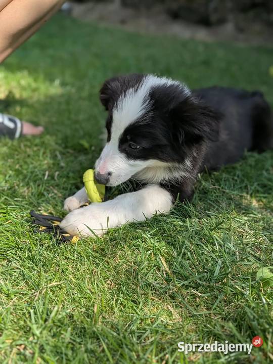 Border collie suczkaRodzice przebadani świętokrzyskie Szczaworyż sprzedam