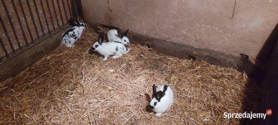 Sprzedam króliki wielkopolskie Krotoszyn