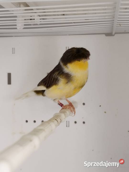 Kanarki Gloster Para wielkopolskie