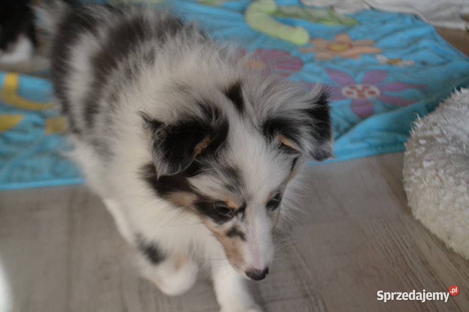 Owczarek Szetlandzki szkoleniowca podlaskie Białystok