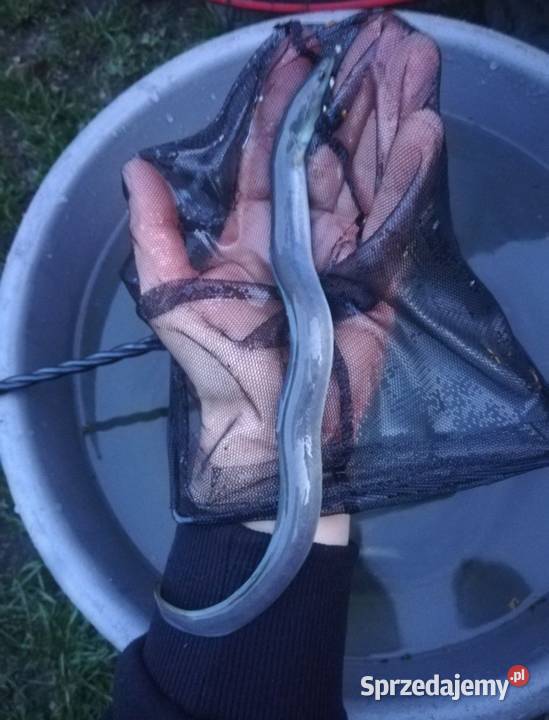 Karp 1520 Węgorz jesiotr mazowieckie sprzedam