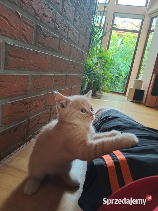 Kot brytyjski krótkowłosy