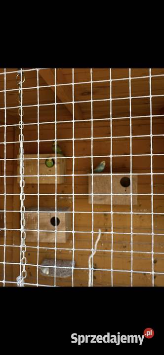 Papugi faliste Lubska sprzedam