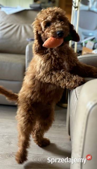 Samiec labradoodle mini f2 apricot