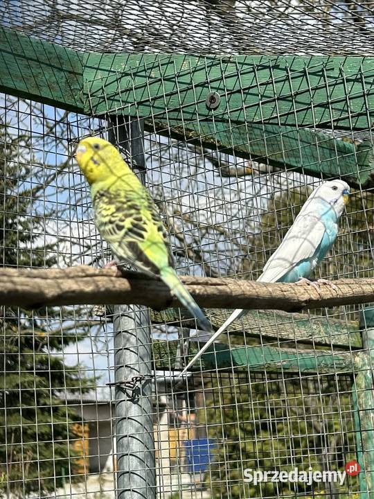 Papugi faliste Skała