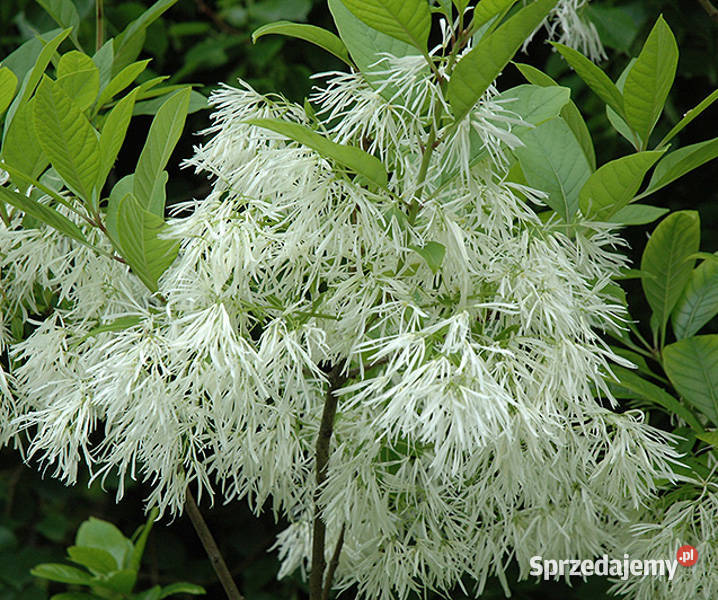 ŚNIEGOWIEC WIRGINIJSKI Chionanthus virginicus Lubanie