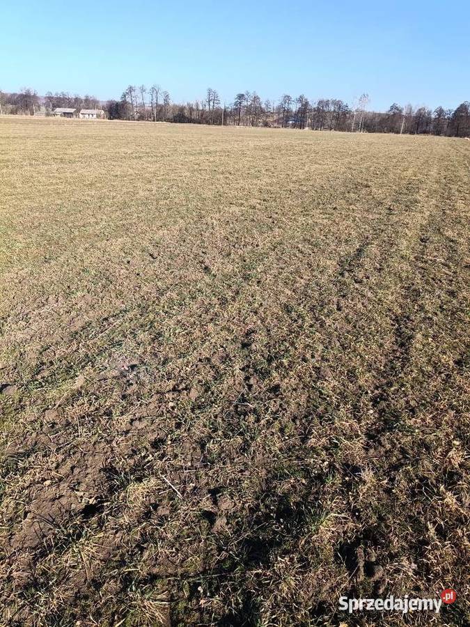 Działka rolna równa bez kamieni 264ha asfalt Sprzedaż