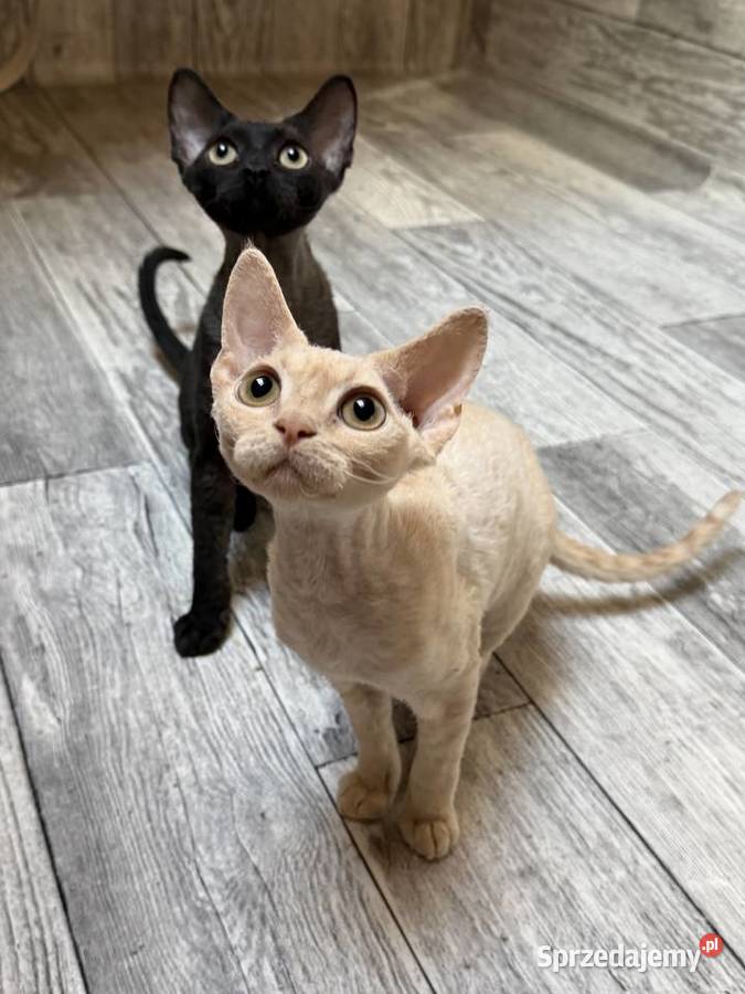Devon Rex kocięta z rodowodem FPL Devon Rex Białogard