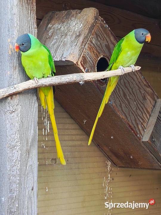 Aleksandretta Himalajska para Pamiątkowo