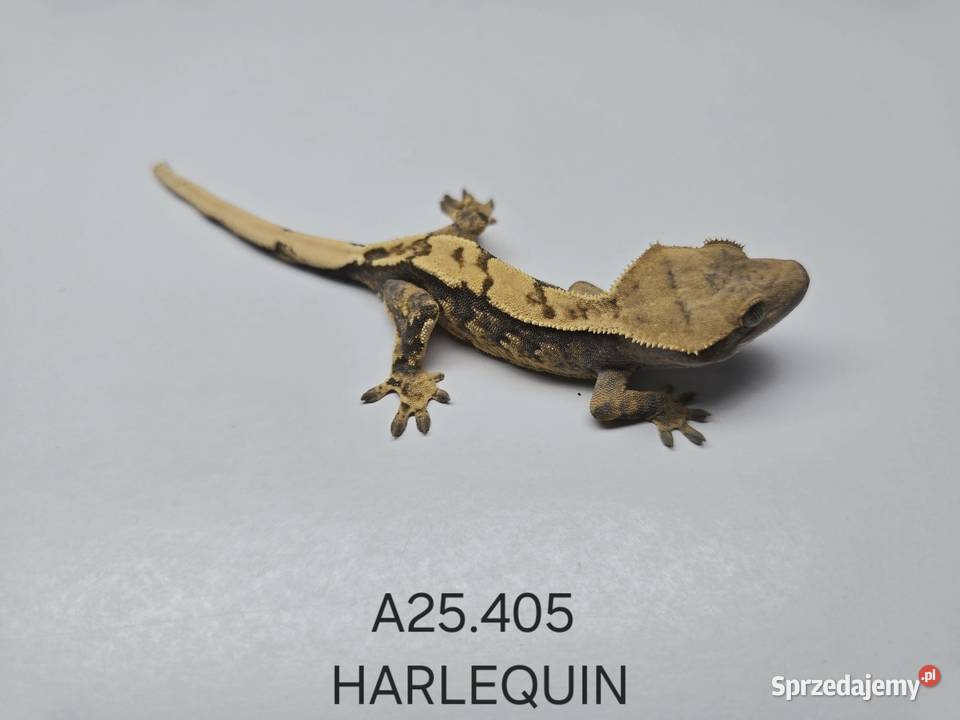 Gekony orzęsione Zawiercie sprzedam