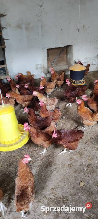Sprzedam kury nioski Wólka Łózecka sprzedam