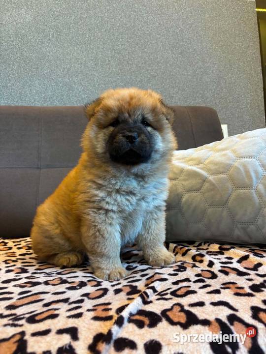 Chow Chow Pozostałe warmińsko-mazurskie Mrągowo