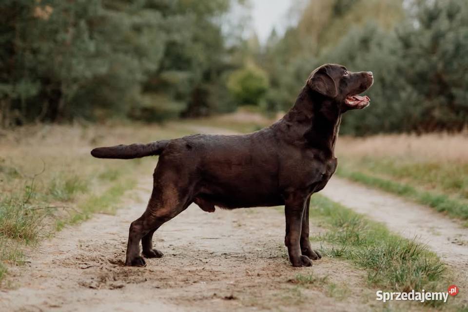 Labrador Retriever szczeniaki FCI ZkwP oWrocław Gaj Oławski