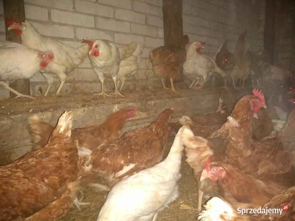 Kury nioski Leghorn Kraków transport całe