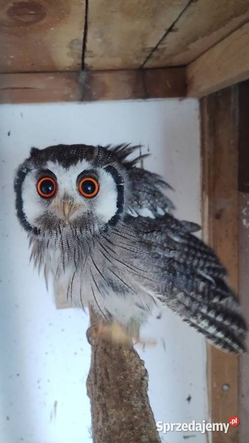 Szlarogłówka Północna Ptilopsis Leucotis Ostrów Wielkopolski sprzedam