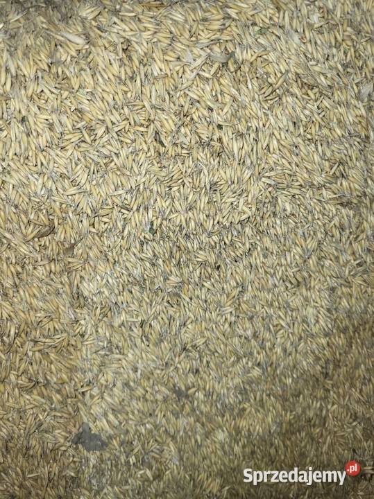 Owies Bingo zbiór 2025 łódzkie Stryków sprzedam