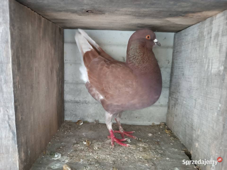 Modena Modeny niemieckie golębie ozdobne kuraki Ptaki Sewerynówka