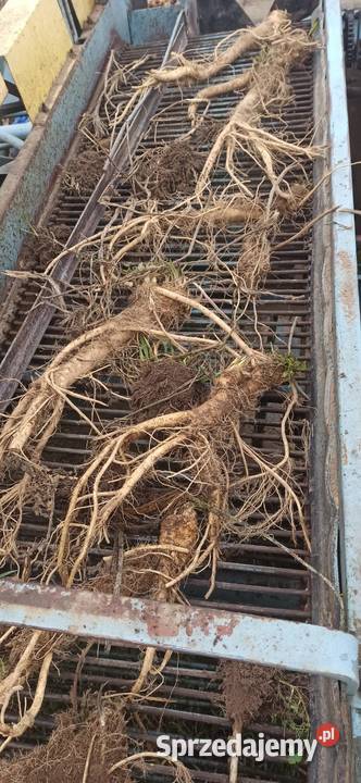 Sprzedam kombajn Karlik do kopania chrzanu i nieuszkodzony Lipnik