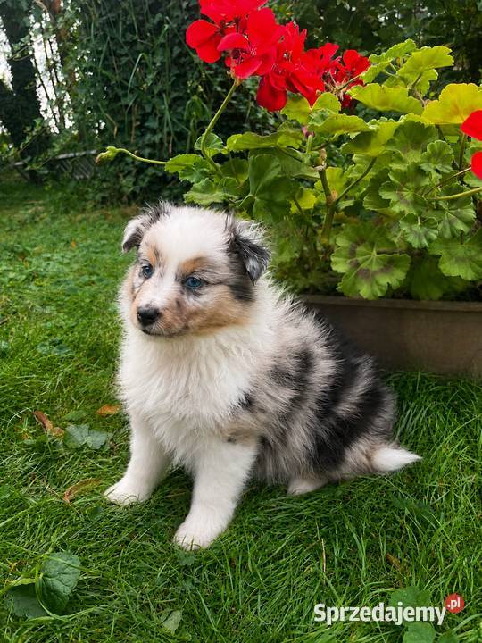 owczarek szetlandzki sheltie piesek blue merle Rudzica